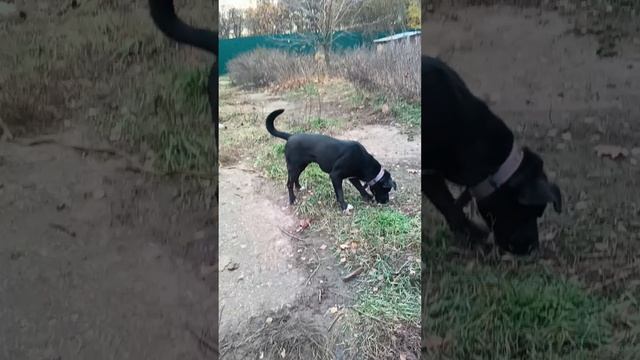 rutube.ru