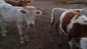 Откорм бычков самым легким способом