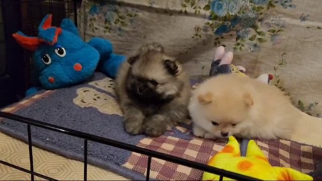 VID-20250120-WA0009 смотреть онлайн