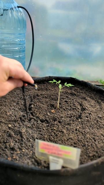 “Простой капельный полив из пластиковой бутылки” 🌱