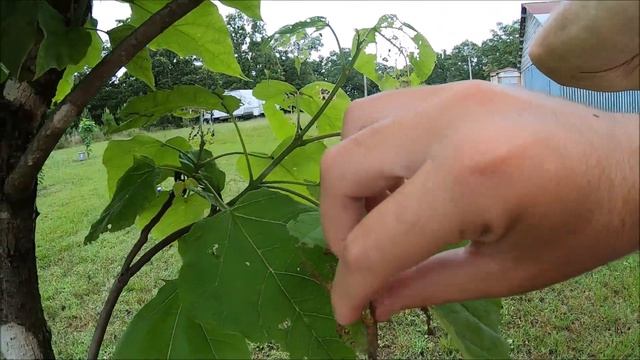 SHOWING MY RAISED CATALPA WORMS AND TREES! WORMS ARE EVERYWHERE! #catalpatrees #bestcatfishbait