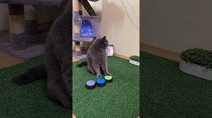 Дрессировка Кота 🧐 Умный Кот Жмет на кнопки и разговаривает милые реакции кота