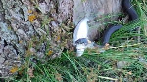 как уж рыбку поймал