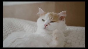 АСМР мурлыкание кошки для расслабления