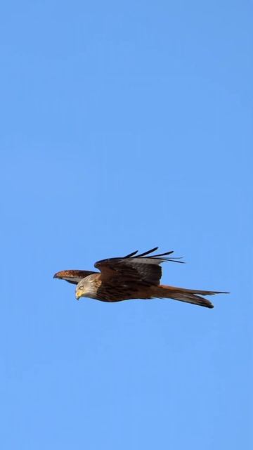 The beautiful Red kite in flight #wildlife #nature #birds #bird #nikon #z9 #animal #birdofprey
