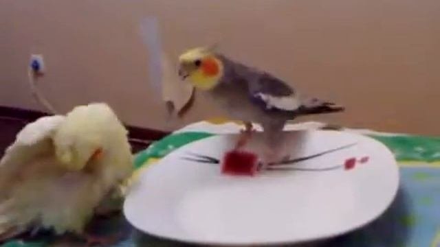 Очень смешной попугай #корелла признается в любви