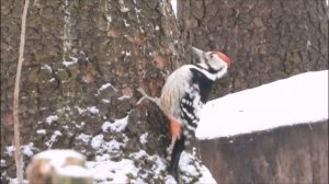 Три вида дятлов.