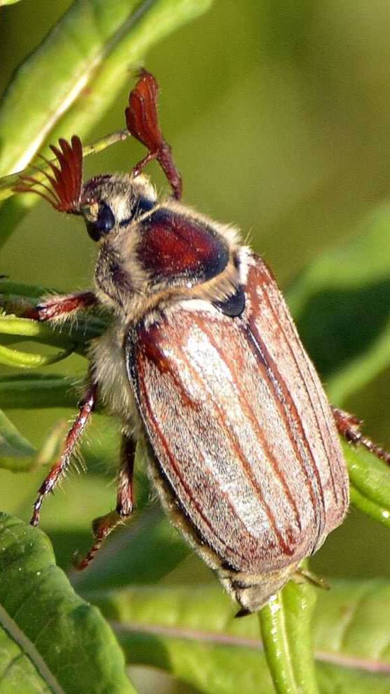 Поход на майского жука ) смотреть онлайн
