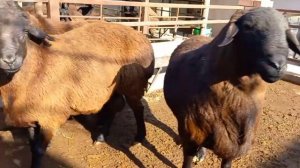 ГИССАРСКИЕ ОВЦЫ (КУЧКАРЫ) | ХИСОРИ КУЙЛАР. HISORI QÓCHQORLAR 😍