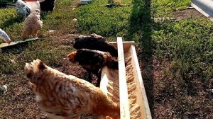 Цыплята на выгуле защита от коршуна работает!!
