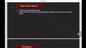 CLASSIFICATION OF PHYLUM  COELENTERATA  PART - 2  Dr. SEEMA BHARADWAJ ASSOCIATE PROFESSOR