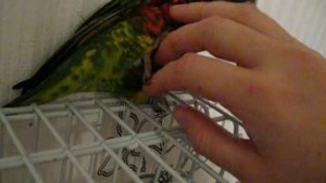 Попугай лорикет