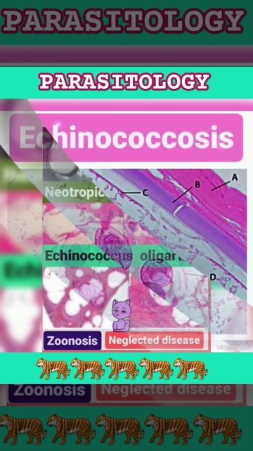 Neotropical Echinococcosis🌳🤔Echinococcus oligarthus🌳Sylvatic🌳👍Parasitology👍🔬✅ смотреть онлайн