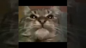 кит ты маму мам мав мау оригинал