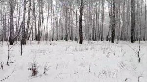 Сбор чаги ноябрь 2020