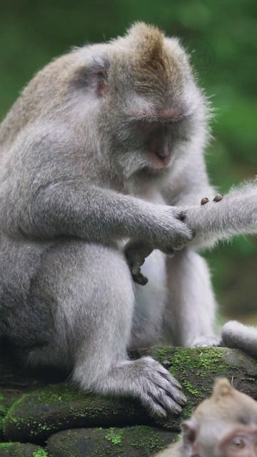 Long-Tailed Macaques in Ubud Monkey Forest #monkey #monkeybaby #shorts #ubud #bali #primates