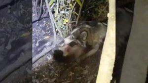 Охота на барсука с лайками ночью