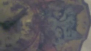 мои первые часы ходики кошка