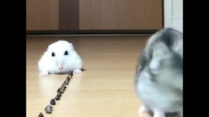 Грустный хомяк