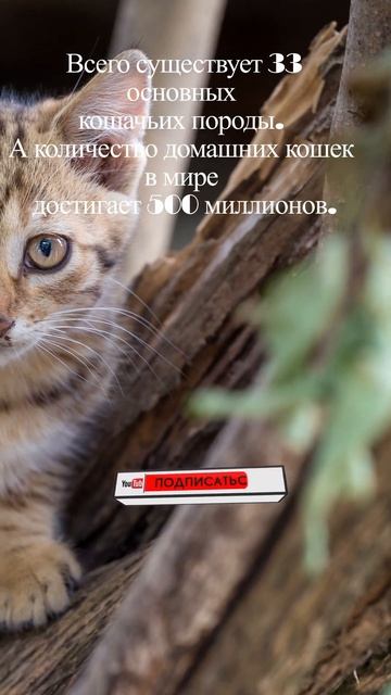 Кошачьи породы. #котик #киса #собака #пёсик #уход #факты #интересно #умнее #это_надо #пригодится