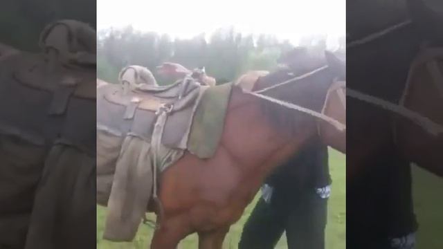 Лошадь не слушается. Пьяный мужик упал с лошади смотреть онлайн