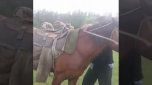Лошадь не слушается. Пьяный мужик упал с лошади