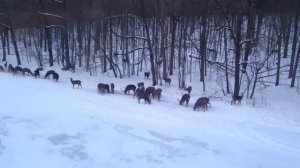 Олени нашего хозяйства