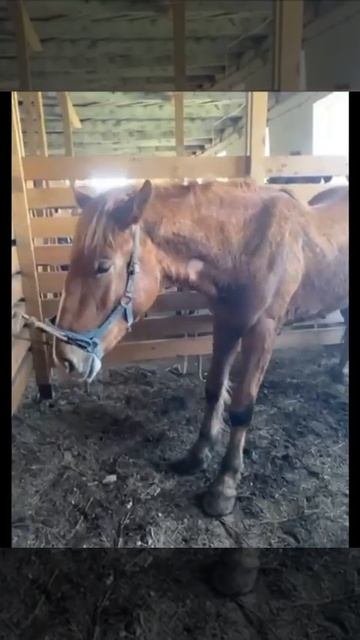 Сезон кастрацийвошел в чат... #ветеринарнаямедицина #horse #кони #лошади #ветеринария #equestrian