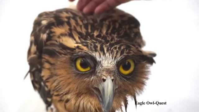 Bonding time with Buffy Fish Owl フクロウ ワシミミズク сова сыч филин 雕鸮 猫头鹰 올빼미목 Burung Hantu