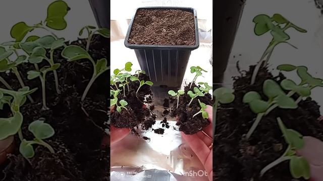 Секреты пекинской капусты.  ч.2 Пикировка