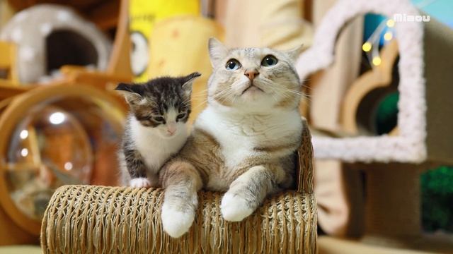 子猫が初めて一緒に寝た猫　【瀬戸のアイラ＆ルーシー日記】