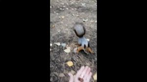 КОРМУШКИ ДЛЯ БЕЛОЧЕК