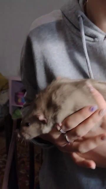 Крыс бурмиз Абрикос не хочет сидеть на руках #крыса #крыски #крысы #petrat #funny #pets #rat