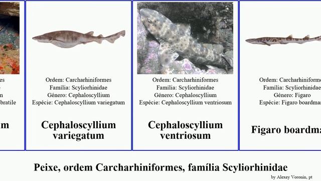 Peixe, ordem Carcharhiniformes, família Scyliorhinidae cephaloscyllium scyliorhinus atelomycterus
