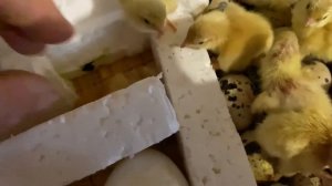 #Перепел тест на инкубацию