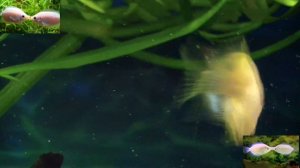 Целующиеся гурами (рыбка-романтика)!