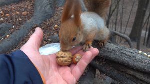 Небольшая зарисовка с белками и голубями