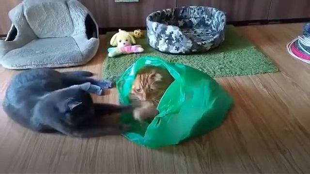 Смешные кошки. Мой новенький - готовенький
