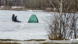 К Красному - бурундук. скворцы, галки, грачи - апрель, 2020 г - ч 24