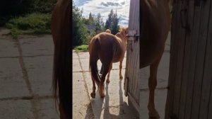 Как перевозить лошадь в коневозе? | гайд по перевозу лошади в коневозе