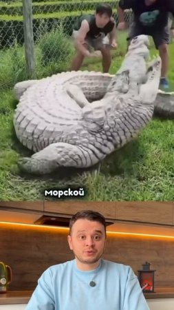Какой крокодил опаснее?