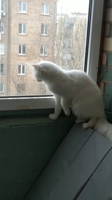 так интересно 😂 #любовь #питомцы #счастье #любимые #котейка
