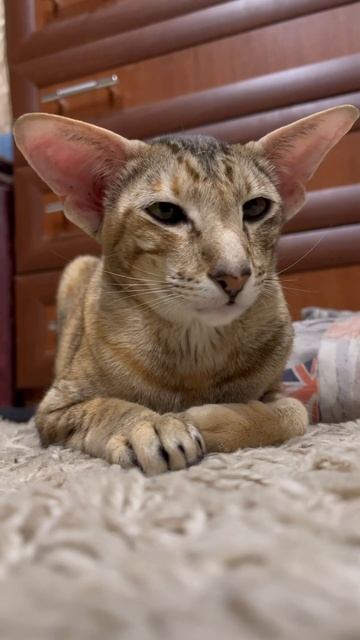 По поводу имени 😉 #orientalshorthair #ориенталы #ориентальнаякошка #catoftheday
