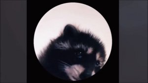 Енот танцует под Pedro Raccoon dancing в 4к