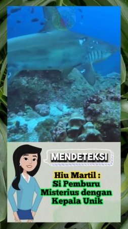 Hiu Martil : Si Pemburu Misterius dengan Kepala Unik