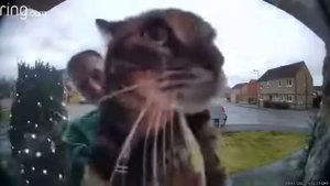 кот мяукает в камеру