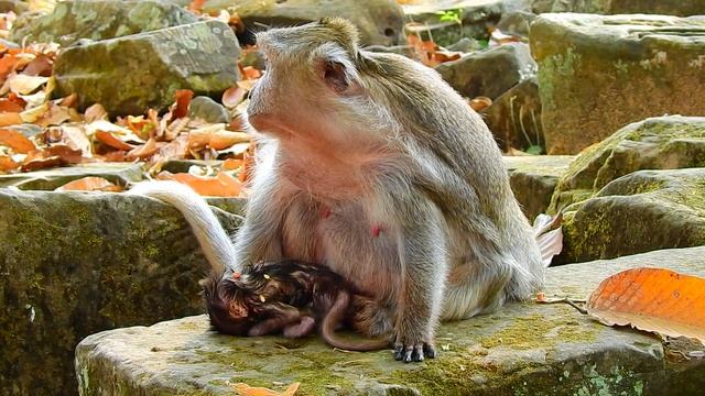Hot News! Tima Giving A Birth NewbornPoor Tima Miscarriage Newborn Monkey