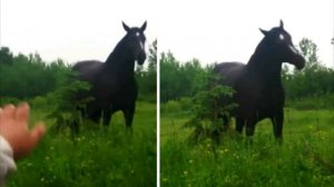 Девушка даже и представить не могла, что сделает с ней лошадь в лесу!