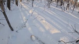 Охота на зайца с гончей 2024 #охотаназайца #охота2024 #гончие