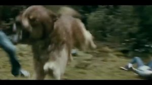 Сумерки сага битва волков и калени